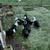 Magpie ducks 1 thumbnail