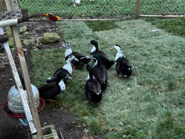 Magpie ducks 1