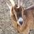 looking for days old miniature goat 5 thumbnail