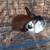 Baby Pet Rabbits 1 thumbnail