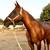 Beginner mare 2 thumbnail