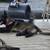 Belgian Malinois 11 thumbnail