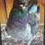 Modena pigeons 7 thumbnail