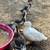 Ducks -3 months old 1 thumbnail