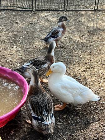 Ducks -3 months old 1