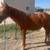 Project Blm Mustang Mare 3 thumbnail