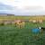 Lambs For Sale, Weather's & Ewe's 2 thumbnail