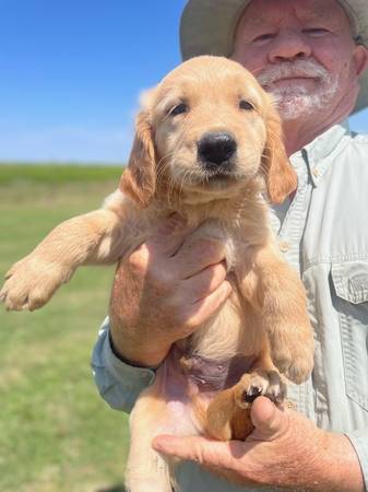 Golden Retriever puppies AKC (YUKON)63670591160835122