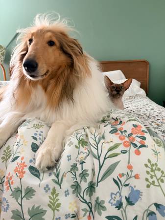 Rehoming rough collie 1