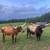 Texas Longhorns 3 thumbnail