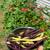 honey & farm stand!! 4 thumbnail