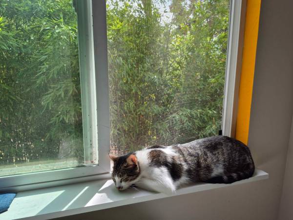 Missing Cat, Oolong (Santa Cruz)64045595302018122