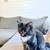 Lovely Kittens!! 5 thumbnail