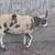 Jacob lamb 8 thumbnail