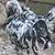 Beautiful Ermine Ameraucana roosters 1 thumbnail