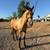 Caballo 1 thumbnail