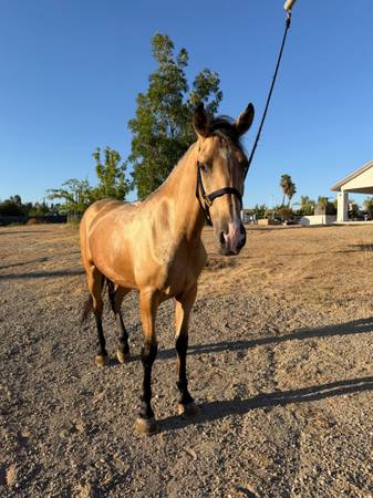 Caballo 1