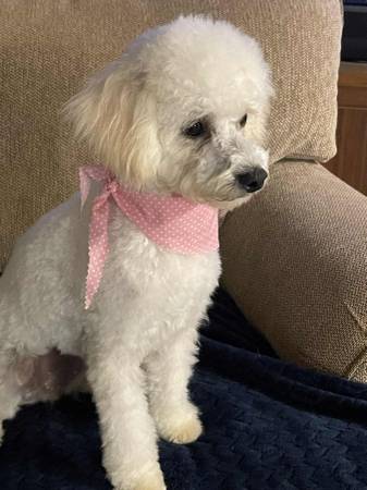 Poodle 1