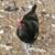 CHICKENS/LAYING NOW! 9 thumbnail