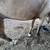 AQHA Dunskin gelding 3 thumbnail