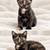 Kitten 2 thumbnail