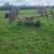 Hay rake 1 thumbnail