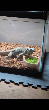 Lewisi Hybrid Iguana (Lynden)