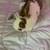 Lionhead bunny 2 thumbnail