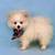 Teacup Pomeranian Puppies 5 thumbnail
