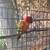 Love birds 6 thumbnail