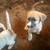 Livestock guard puppies 3 thumbnail