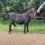 Mini stud and bred mare 2 thumbnail