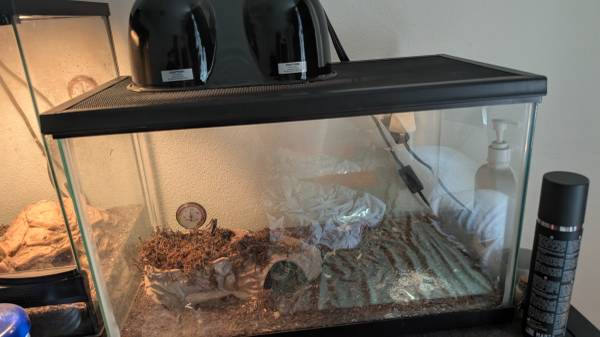 Rehoming reptiles63949211839491120