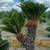 Palm Trees Wholesale prices with delivery and installation 9 thumbnail