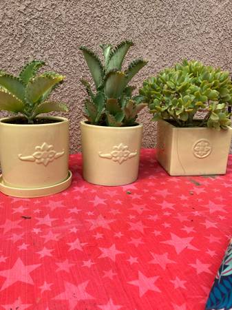 Mother of a Thousand 1