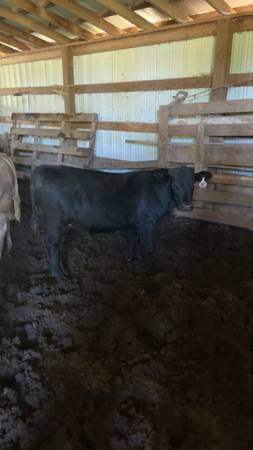 Looking for bottle calfs 1