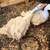 Sebastopol Goslings (Geese Babies) Male and Female 13 thumbnail