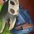 Pontiac GTO left front fender 1967 4 thumbnail