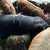 Kune Kune Cross Boar piglets - very friendly! 5 thumbnail