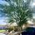 Tree & palm services, yard clean ups, artificial grass & pavers 10 thumbnail