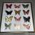 Butterfly/ Butterflies LOT! 3 thumbnail