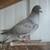 Pigeons 4 thumbnail