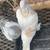 Pigeons 15 thumbnail