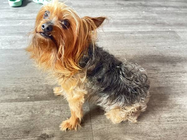 Yorkie rehome63829968270081121