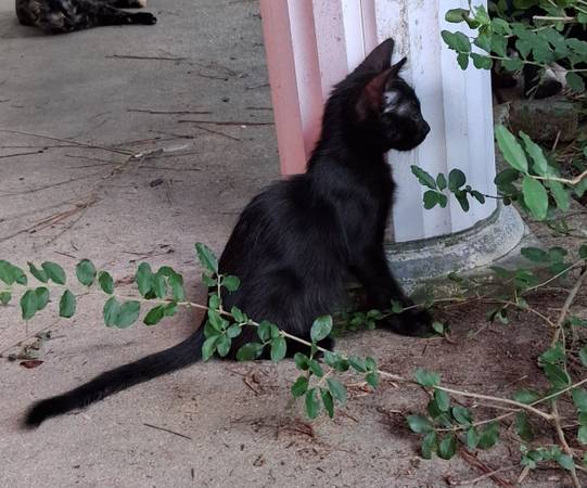 Pequeños gatitos negros necesitan un hogar para toda la vida (Hammond)