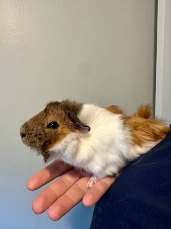 Male Guinea Pig (Bryan)63839342972163123