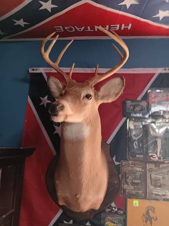 Mounted Deer head 1