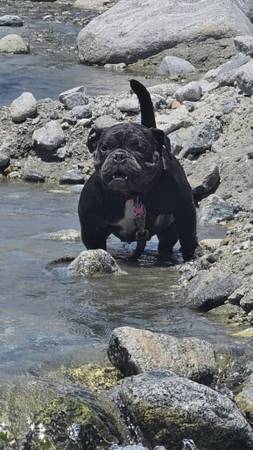 Exótico nano bully (manantiales desérticos)63686534318595124
