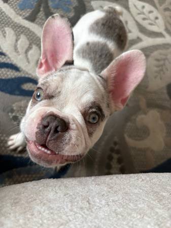Macho Bulldog Francés63862963514881121