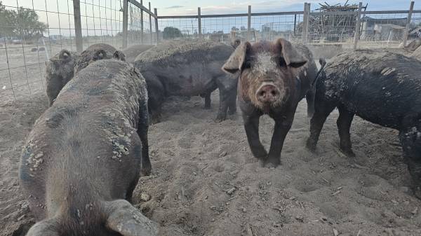 Pigs 1